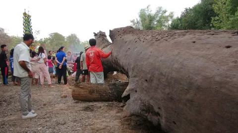 แม่เฒ่า ฝันเห็นหญิงสาว ขุดเจอตะเคียนยักษ์ 3 วัน นำขึ้นจากน้ำได้