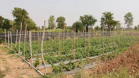 เกษตรกรนครสวรรค์ปลูกแตงกวาประสบปัญหาไม่ออกผลผลิต