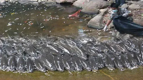 น่าห่วงวังมัจฉา-ปลาเข้าแถว! น้ำตกเขาชะเมาแล้งตายเกลื่อน