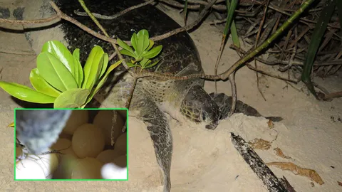 เหมือนจะรู้..ก่อนปิดเกาะแค่วันเดียว! เต่าตนุขึ้นมาวางไข่บนเกาะสิมิลัน