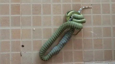 คอหวยไม่พลาด!! ตีเลขเด็ดงูเขียวขยอกกินตุ๊กแก เผื่อมีลุ้น