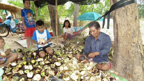 พลิกวิกฤติแล้ง ชาวนาเฉาะลูกตาลสดๆ ขาย รายได้ไม่ธรรมดา เดือนละ 6 หมื่น