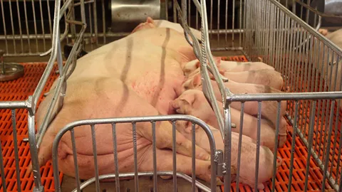 ขาดน้ำ–อากาศร้อนจัด อุตสาหกรรมหมูป่วนหนัก