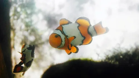 ปลาการ์ตูน...เพาะไม่ยาก ตู้เลี้ยงปลาก็ทำได้