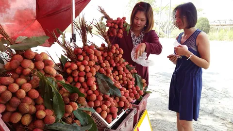 ชาวสวนลำพูน ครวญ พิษแล้งทำลิ้นจี่ลูกเล็ก เสียง่าย ขายไม่ดี