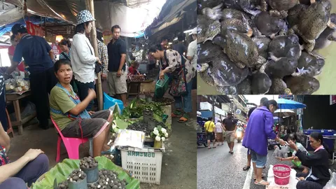 ลำขนาด อย่าพลาด! เห็ดถอบ-เค่า-อึ่ง-กบ ต้องกินตอนนี้เท่านั้น