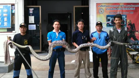 จอมเขมือบตัวจริง! งูเหลือมย่องกินอีเห็น ท้องป่องออกกรงไม่ได้ 