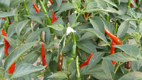 ชาวนาชัยนาท ผันตัวปลูกพริกซุปเปอร์ฮอต ใช้น้ำน้อย-สร้างกำไรงาม