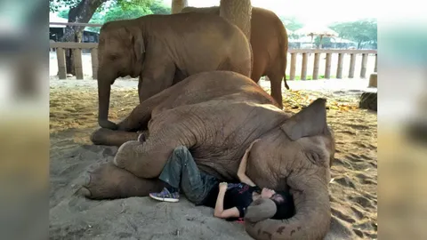 แชร์ว่อนเน็ต! สาวนักอนุรักษ์ช้างไทย ร้องเพลงกล่อมช้างจนหลับพริ้ม
