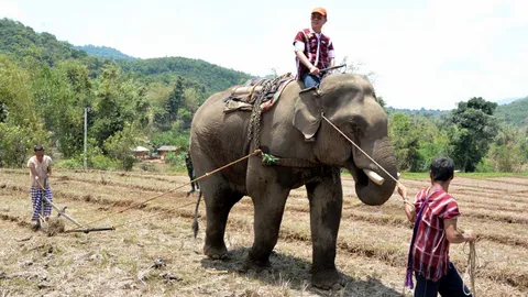 อบจ.เชียงใหม่ จัดงานสืบสานวัฒนธรรมท้องถิ่น 'อนุรักษ์ช้างไถนา' อ.อมก๋อย