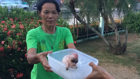 ซากลูกหมูแปลก หัวมีหงอนคล้ายงวงช้าง เจ้าของนำบูชา เชื่อทำกินขึ้น