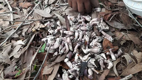 เจอแล้ว เห็ดเสม็ด ช่วยลดน้ำหนัก! งอกในป่าที่สตูล เก็บขายโล 300  