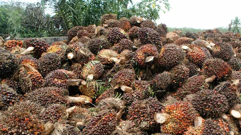 ผลปาล์มสดทะลุ 6 บาท โรงกลั่นครวญ! ขาดทุน