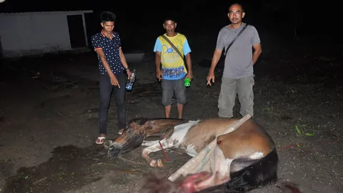 สุดเวทนา ม้าตกรถขาหัก! เจ้าของผูกไว้ข้างทาง เหมือนทิ้งให้ตาย  