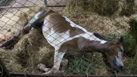 ม้าตกรถบาดเจ็บอาการดีขึ้น ส่งรักษาต่อเมืองคอน จ่อเอาผิดเจ้าของ