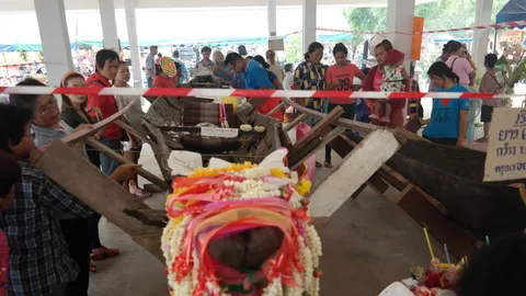 ชาวโคราชนับพัน ฮือฮา! แห่ขอโชค ดูพิธีนำเรือโบราณร้อยปีขึ้นจากน้ำ 