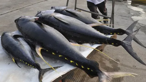 ไทยจัดการค้าทูน่าโลก