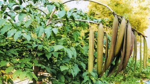 “เพกาเตี้ย” ฝักใหญ่ยาวดกทั้งปีคุ้ม