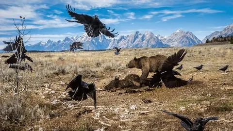 เยลโลว์สโตน : ผืนป่าแห่งการพิทักษ์