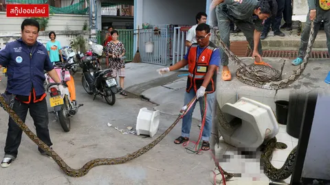 งูโผล่ส้วม! อันตรายแค่ไหน? ชี้พฤติกรรมไอ้เหลือม รู้วิธีเอาตัวรอด