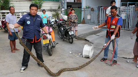 ‘งูเหลือม’มหาภัย ฉกเจ้าโลก