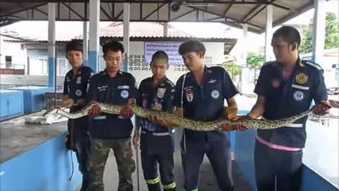 ไม่แค่​ฉก! งูเหลือมเขมือบไก่ชน ราคาเป็นหมื่น ซัดไป 3 ตัว