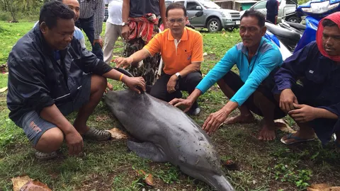 สองวันคลื่นซัด 'โลมาปากขวด' ตาย 2 ตัว ในชายหาด จ.ตรัง