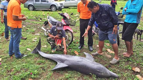 มรสุมรุนแรง ซัดโลมาเกยตื้นหาดสำราญ ดับตัวที่ 4 ในรอบปี 