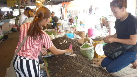 ฝนน้อยกว่าทุกปี เห็ดเผาะป่าราคาพุ่งพรวด! ชาวบ้านมุกดาหาร แห่เก็บ