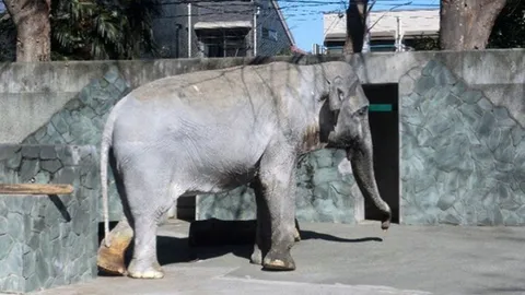 ล้มแล้ว ‘คุณยายฮานาโกะ’ ช้างไทยเชือกแรก ทูตสันถวไมตรีญี่ปุ่น อายุ 69 ปี