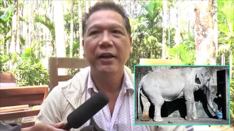 เจ้าของช้าง 'ฮานาโกะ' รับรู้ข่าวเศร้า บอก 69 ปี ทำหน้าที่ดีที่สุดแล้ว 