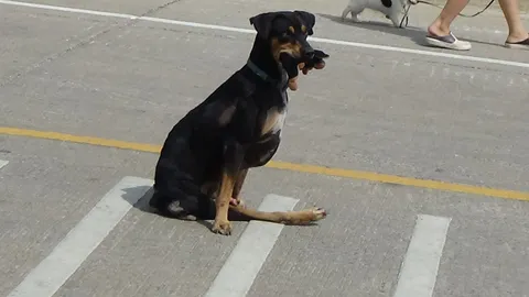 ปลื้มใจ! ผัวเมียเลี้ยง 'เจ้าฟีโน่' สุนัขร่าเริง-แสนรู้ พิการ 2 ขาหลัง