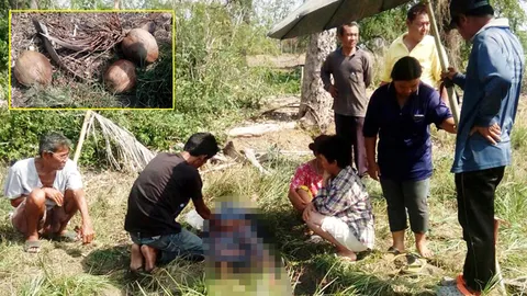 สอยลูกเดียว ลงมาทั้งทะลาย! แม่บ้านเคราะห์ร้าย มะพร้าวตกใส่หัวดับ 