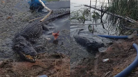 หายไปนาน 'ไอ้กุด' จระเข้หลวงพ่อคูณ โผล่ริมสระวัดบ้านไร่ คนแห่ตีเลขเด็ด