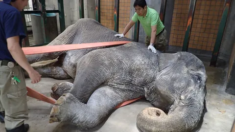 โซเชียลอาลัย! 'คุณยายฮานาโกะ' ล้ม สวนสัตว์เปิดภาพสุดท้ายก่อนจากกันตลอดกาล