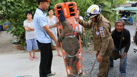 ใหญ่จัด เห้บางปะกง! ต้องมัดกับเปล เผยอยู่ใกล้งูเหลือมที่กัดเจ้าโลก  