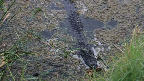 แห่ดู 'ไอ้กุด' เกือบไม่โผล่ ตะโกนขอบารมีหลวงพ่อคูณ ได้สมใจ เห็นเต็มๆ