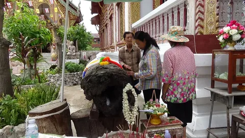 ฮือฮา! คนแห่ขูดเลขเด็ดตะเคียนทองโบราณ วัดศรีเมืองมูล เมืองพะเยา