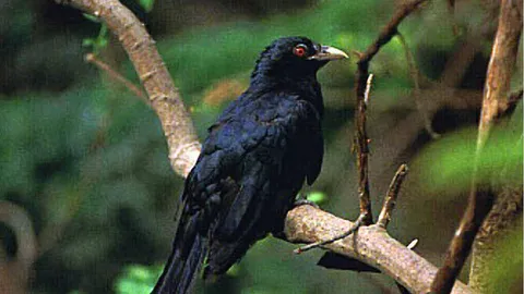 หัวโตไม่สำคัญ นกหัวไวไม่แพ้ใคร