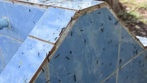 กองทัพหนอนยั้วเยี้ยบุก ร.ร.พิษณุโลก เร่งกำจัดหวั่นเข้าหู-จมูกเด็ก  