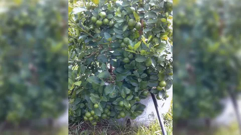 “มะนาวแป้นสุขประเสริฐ” ดกทั้งปีผู้ปลูกชอบ