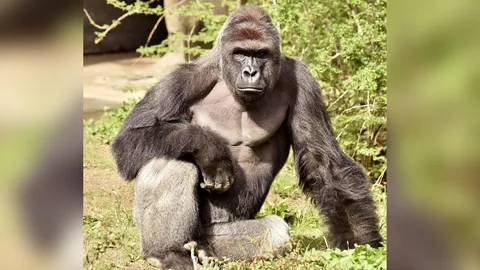 ต้องฆ่า กอริลลา เลยหรือ? ชาวเน็ตไม่ยอม ระดมชื่อ ‘ฮารัมเบ’ โดนยิงตาย 