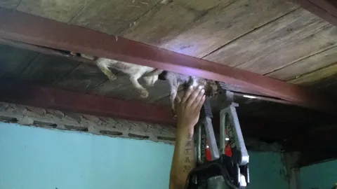 รอดแล้ว! แมวน้อย 2 ชีวิต มุดติดขื่อคานเหล็ก 2 วัน กู้ภัยเจาะช่องช่วย