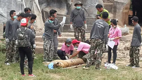 ยึดเสือ! วัดป่าตาบัว อีก6ตัว จ่อเล่นงานคนขัดขวาง