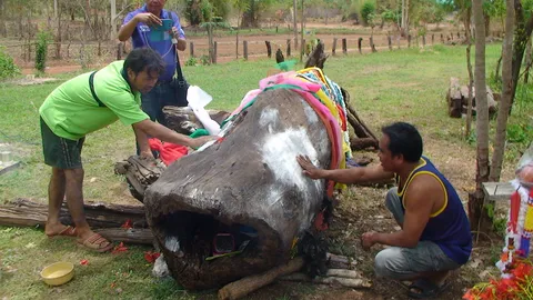 ชาวบ้าน อ.เขมราฐ แห่ลูบตะเคียนทอง ลุ้นเลขเด็ด ลือถูกหวยลาว 3 งวดติด