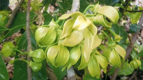 “กระดังงาไต้หวัน” หอมแรงดกสวย