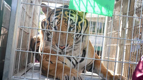 เจอเสือกลางดึก เผ่นหนีวิ่งป่าราบ