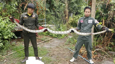 งูเหลือมตัวเขื่อง ติดตาข่ายกรงไก่ชน กู้ภัยกำแพงเพชรจะจับยังคิดสู้