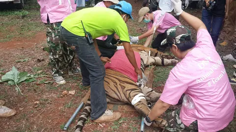 กรมอุทยานฯ ขนเสือ วัดหลวงตาบัว ที่กาญจน์ ได้อีก 24 รวม 3 วัน 64 ตัว