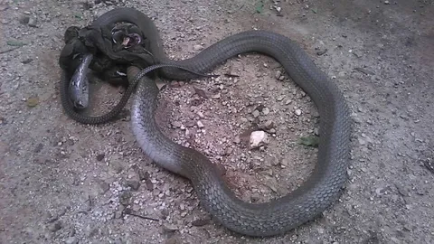 งูเหลือมฟัดจงอางยักษ์! ไฟต์สุดเดือดที่กระบี่ มีพระเป็นกรรมการ (ชมคลิป)